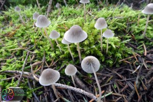 Mycena cinerella (4).jpg